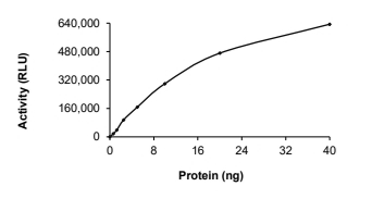 CAMKI gamma/CAMK1G Protein, Human, Recombinant (GST)