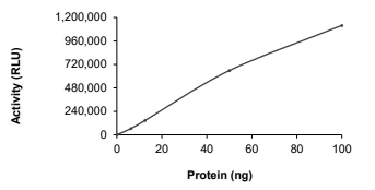 DGKQ Protein, Human, Recombinant (GST)