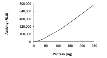 DGKK Protein, Human, Recombinant (His)