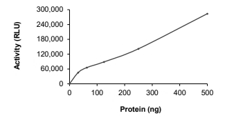 DGKH Protein, Human, Recombinant (GST)