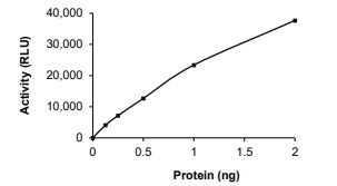 BAP1 Protein, Human, Recombinant (His)