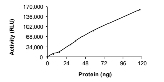 STK21/CIT Protein, Human, Recombinant (GST)