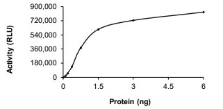 CAMK2G Protein, Human, Recombinant (GST)