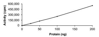 CSK Protein, Human, Recombinant