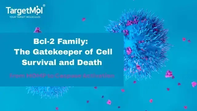 Decoding Cell Fate: Bcl-2 Family Mechanisms & Targeting Strategies