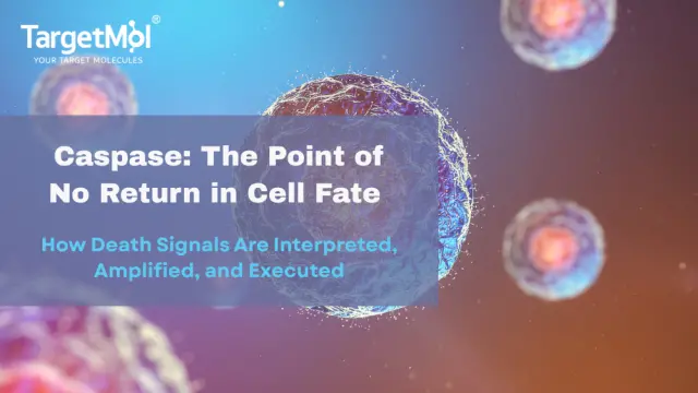 Caspases in Cell Death and Inflammation: Mechanisms, Pathways, and Research Tools