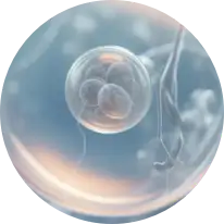 TargetMol | Development and reproduction