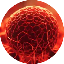 TargetMol | Tumor/Cancer