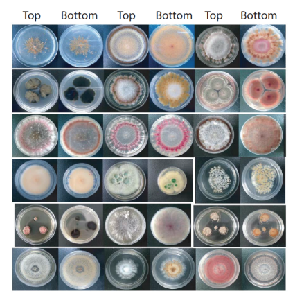  Mini Fungal Metabolite Natural Product Screening Library
